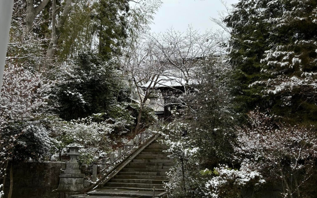 まいどありがとうございます、左近です、朝雪がうっすら積もって